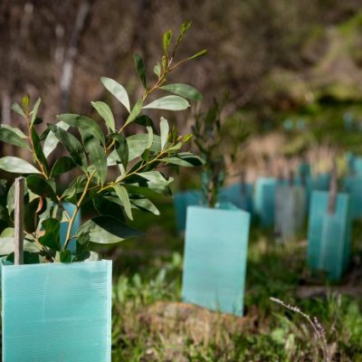 Seedlings in the ground 